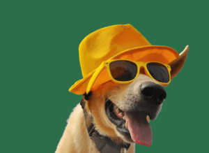 Rimouski Pet Friendly